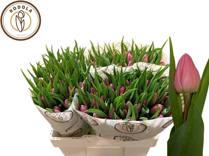 <h4>TU EN AAFKE</h4>