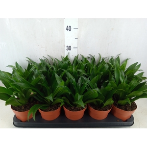 Dracaena frag. 'Compacta'