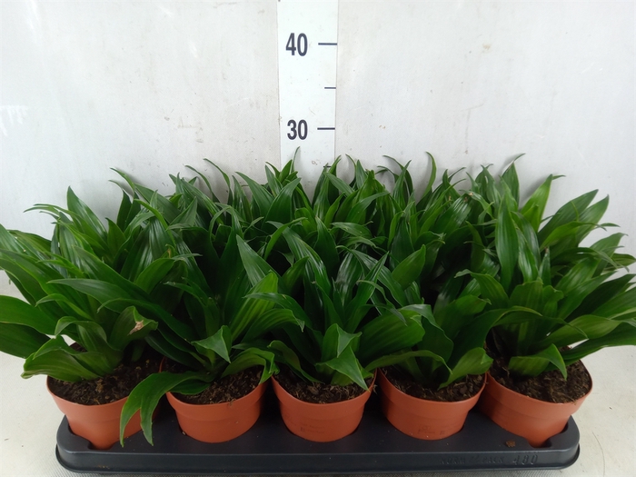 <h4>Dracaena frag. 'Compacta'</h4>