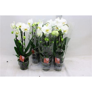 Phal El Cascade 2 Branches 16+