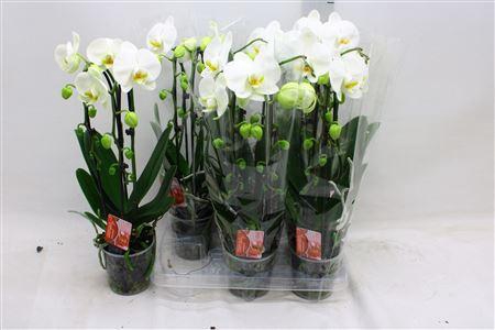<h4>Phal El Cascade 2 Branches 16+</h4>