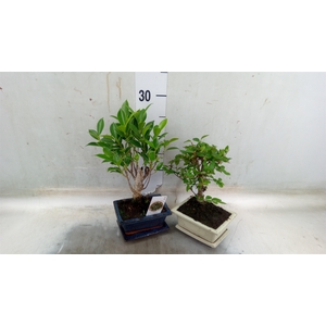 Bonsai   ...mix