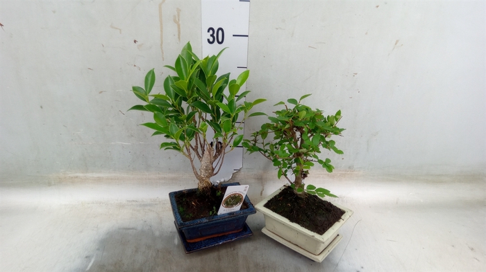 <h4>Bonsai   ...mix</h4>