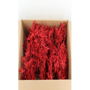 DF Gonio Tataricum Bs Red 30cm