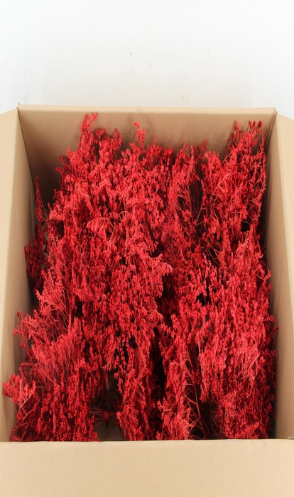 <h4>DF Gonio Tataricum Bs Red 30cm</h4>