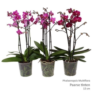 Phal. Multiflora 3-tak 