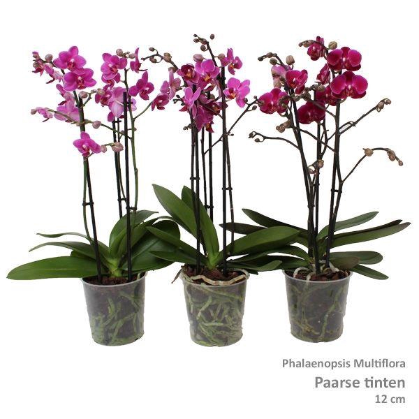 <h4>Phal. Multiflora 3-tak "Paarse tinten"</h4>