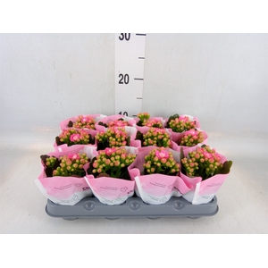 Kalanchoe   ...mini