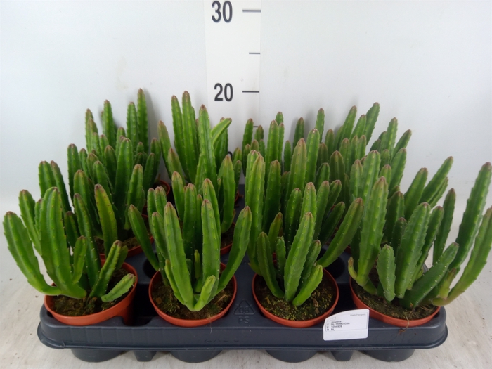 <h4>Stapelia leendertziae</h4>