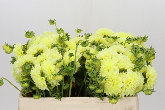<h4>Dahlia DE 'Banana Baby'</h4>