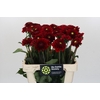 Dahlia Red Fox
