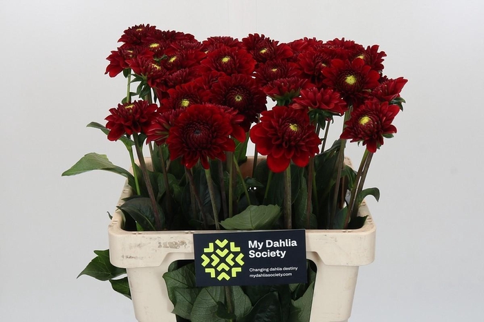 <h4>Dahlia Red Fox</h4>