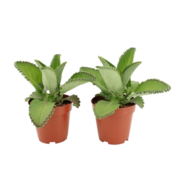 <h4>Kalanchoe Daigremontiana</h4>