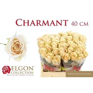 Rosa large charmant