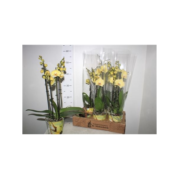 <h4>Phal An Cremona ** 4 Branche 22+ **</h4>