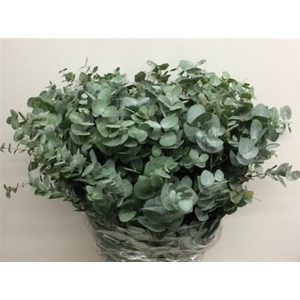 Euca Cinerea Long 400grams