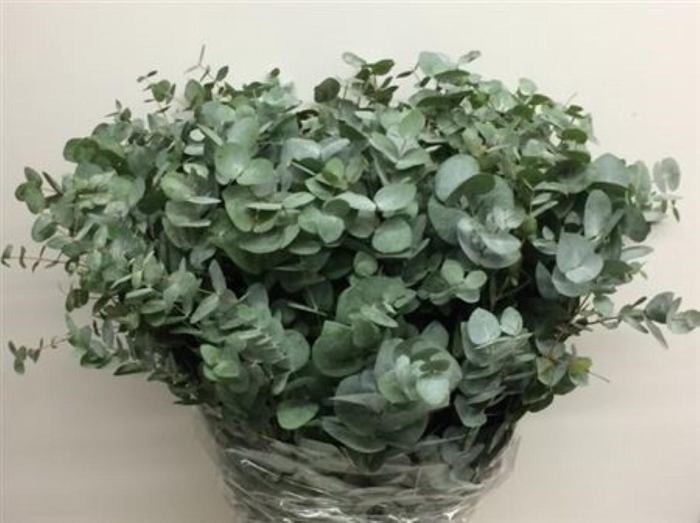 <h4>Euca Cinerea Long 400grams</h4>