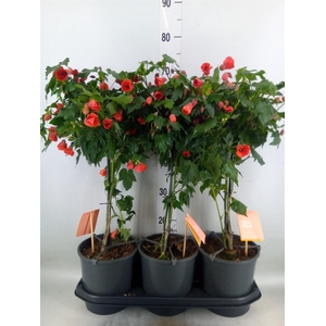 Abutilon  'Red Trumpet'