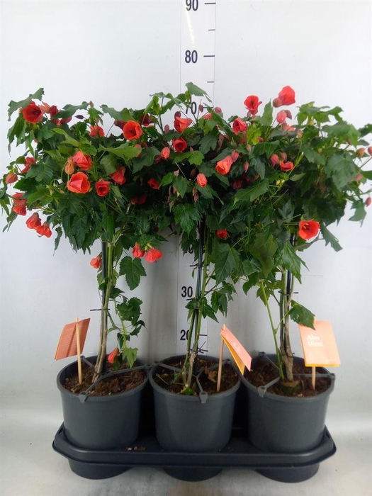 <h4>Abutilon 'Red Trumpet'</h4>
