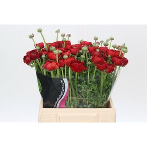 Ranunculus Charm Red