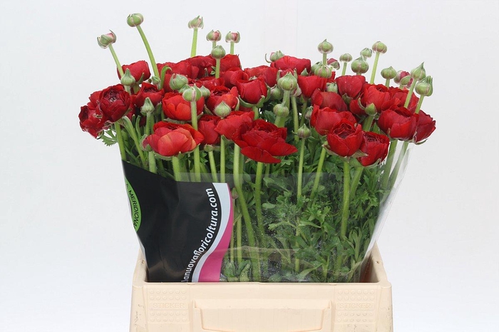 <h4>Ranunculus Charm Red</h4>