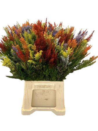 <h4>Kaaps Erica Mix</h4>