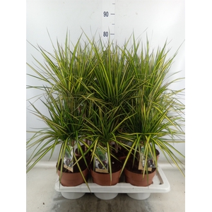Dracaena marg. 'Sunray'