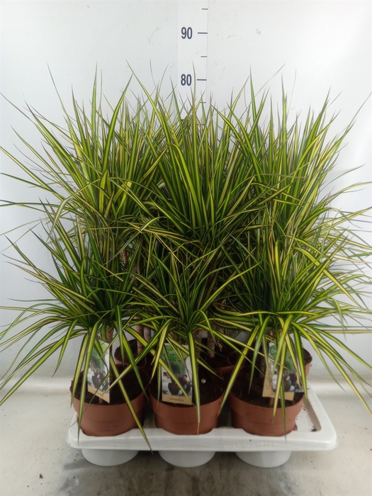 <h4>Dracaena marg. 'Sunray'</h4>
