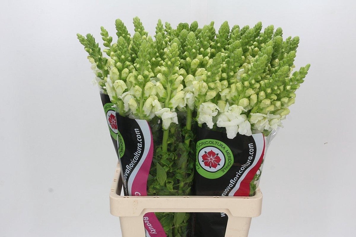 <h4>Antirrhinum Potomac White</h4>