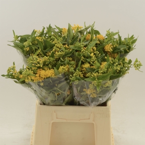 Asclepias Tuberosa Hello Yellow