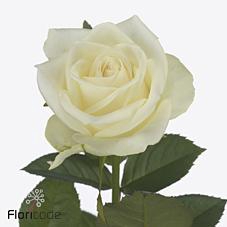 <h4>Rosa large mont royal</h4>