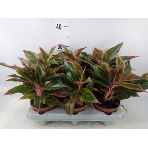 Aglaonema   ...