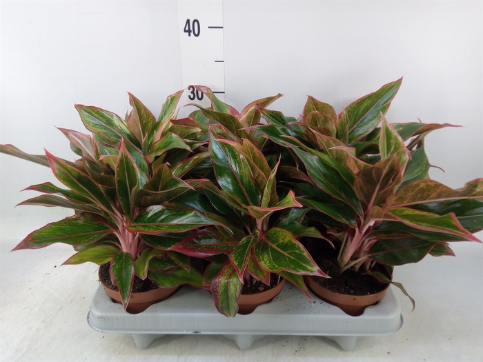 <h4>Aglaonema   ...</h4>