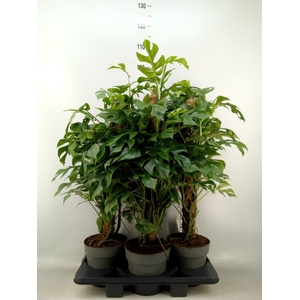 Philodendron   ...