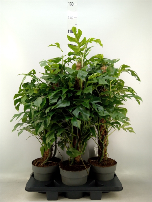 <h4>Philodendron   ...</h4>