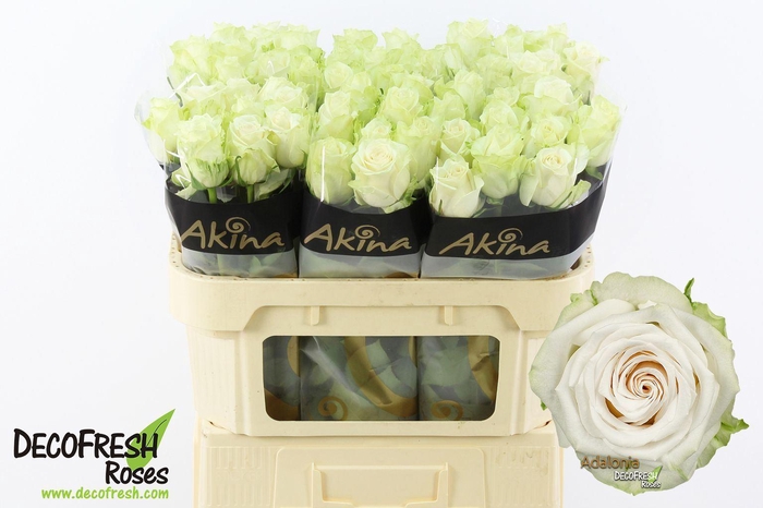 <h4>Rosa GR 'Adalonia'</h4>