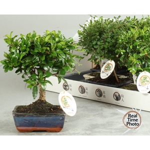 BONSAI GEM