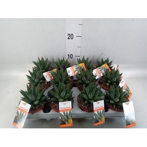Haworthia   ...