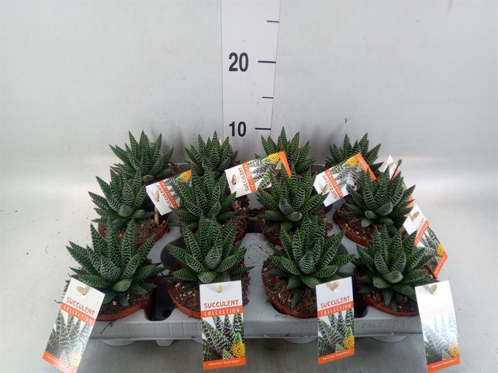 <h4>Haworthia   ...</h4>