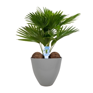 Livistona in avani pot grey asp Lucht Zuiverend