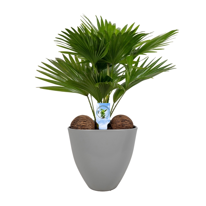 <h4>Livistona in avani pot grey asp Lucht Zuiverend</h4>