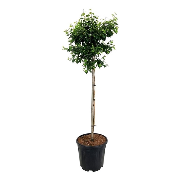 <h4>Betula utilis Magical Globe</h4>