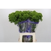 Trachelium Jade