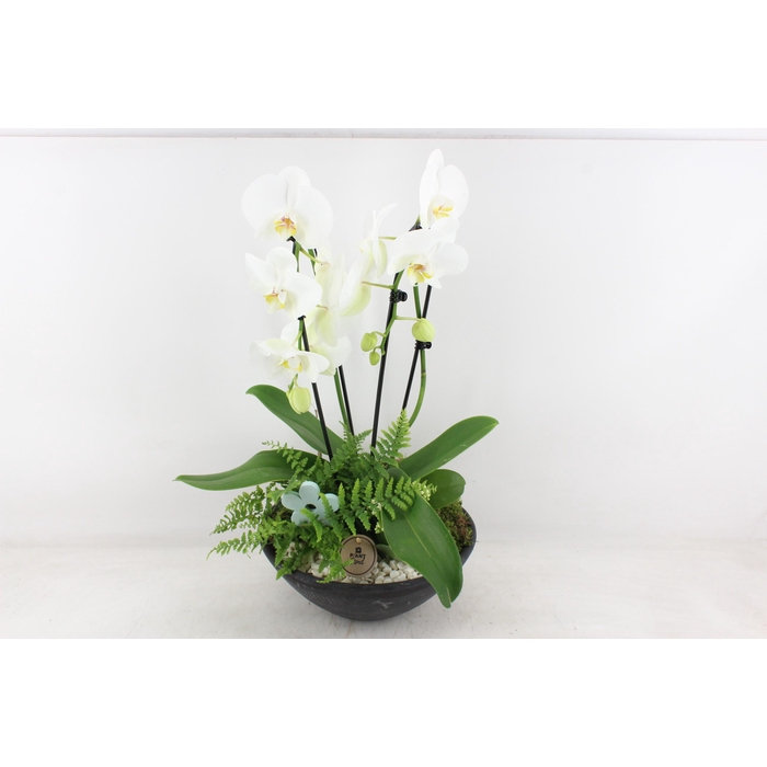 <h4>Arr2 Pl - Ebbischaal X2 Phal. Wit</h4>