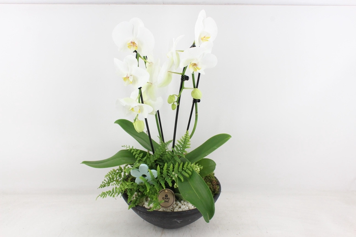 Arr2 Pl - Ebbischaal X2 Phal. Wit