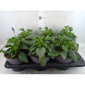 Salvia  'Mystic Spires Blue'