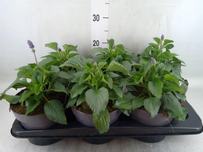 <h4>Salvia  'Mystic Spires Blue'</h4>