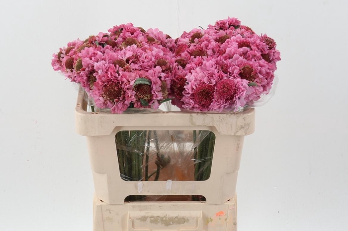 <h4>Scab At F Popsicle</h4>