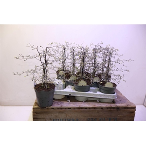 arr8 Corokia Cotoneaster