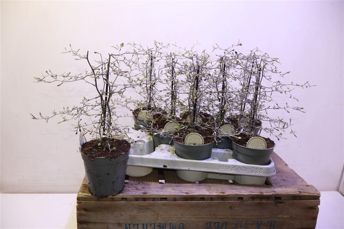 <h4>arr8 Corokia Cotoneaster</h4>